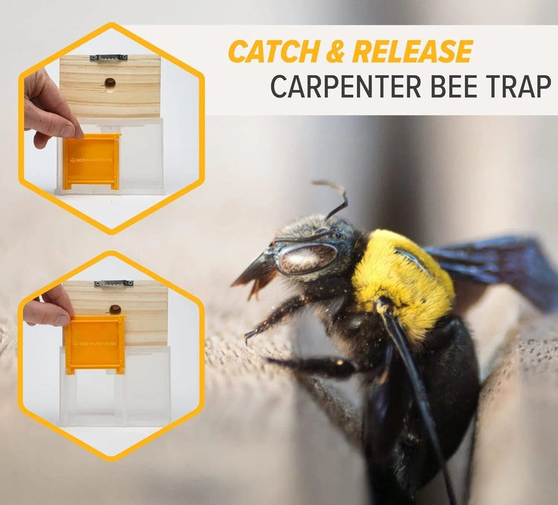 Carpenter Bee Trap